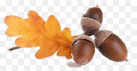 Acorn Png Fruit - Acorn Png,Acorn Png