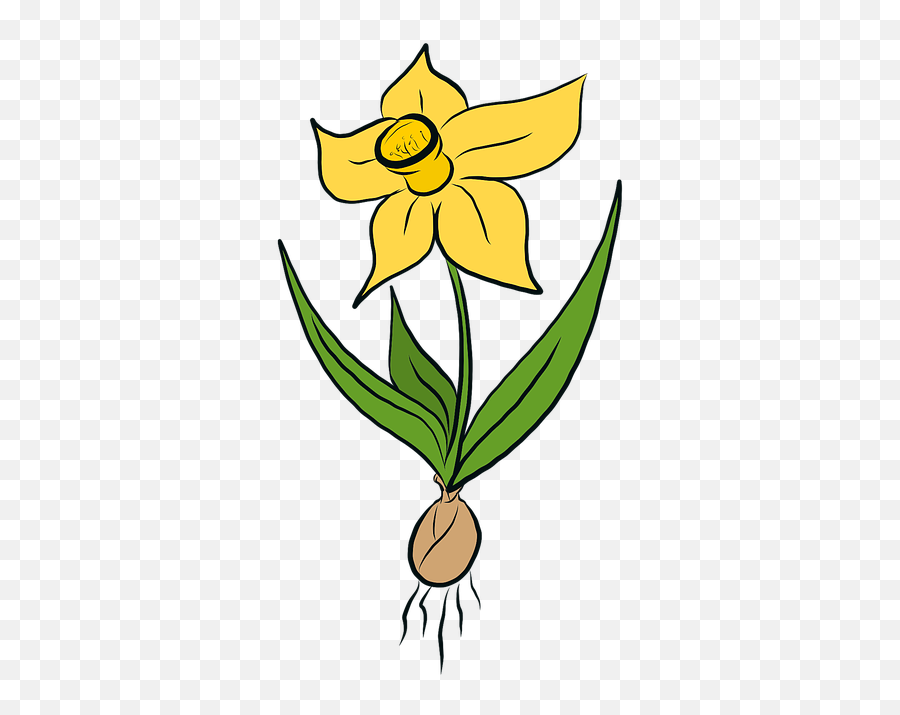 Free Photo Flowers Daffodils Easter Spring Daffodil Yellow - Daffodil Bulbs Clip Art Png,Daffodil Png
