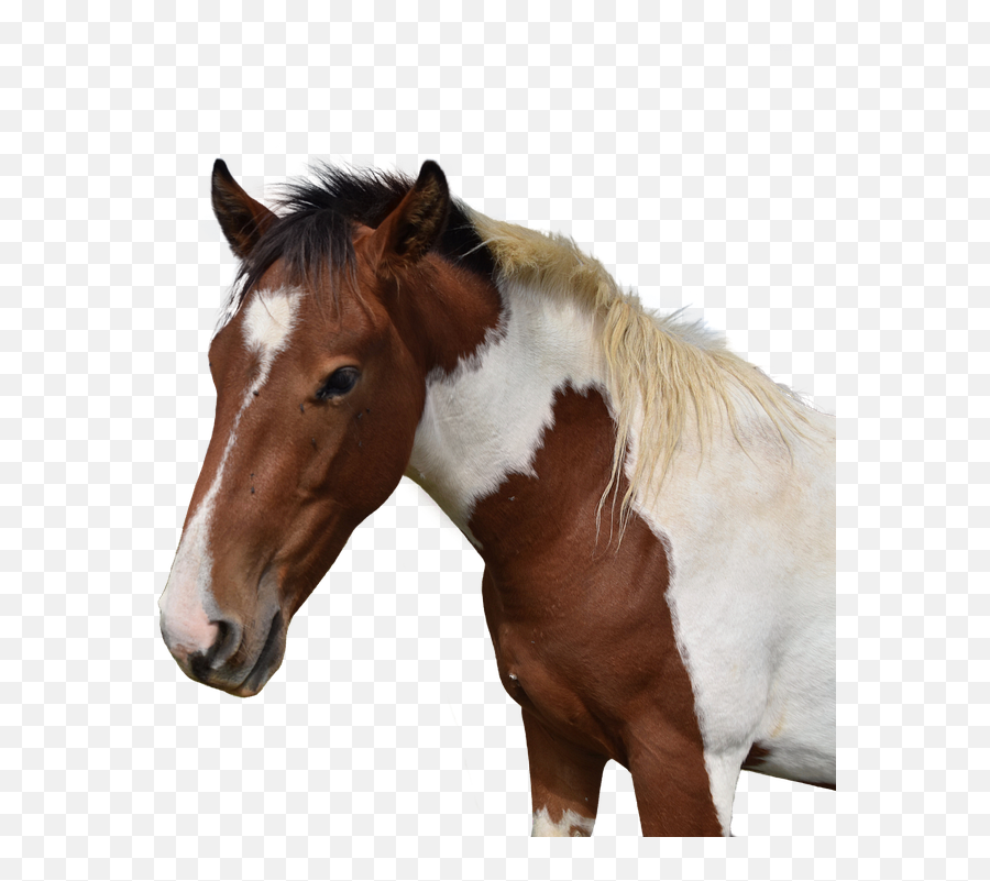 Horse Head Isolated - Free Photo On Pixabay Mustang Png,Horse Head Png