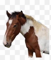 Horse Head Isolated - Free photo on Pixabay Mustang png