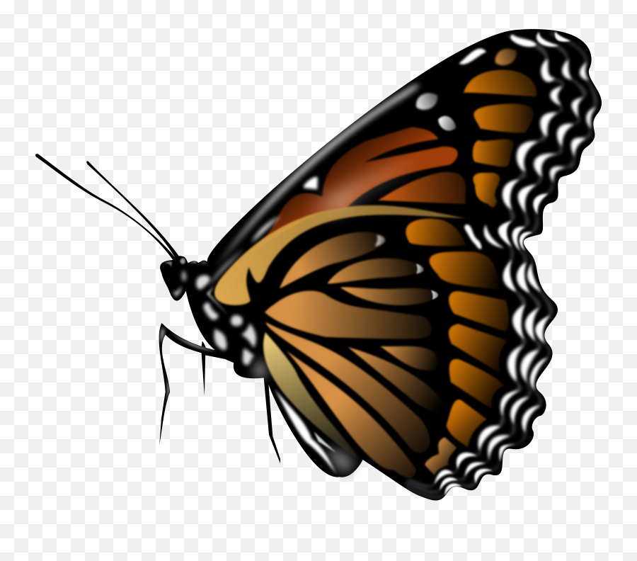 Images Free Download Butterfly - Butterfly Png Hd,$ Png