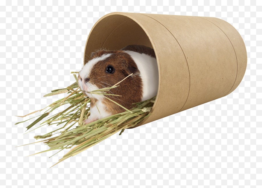 Small Pet Food Treats - Care For Small Animals Png,Guinea Pig Png