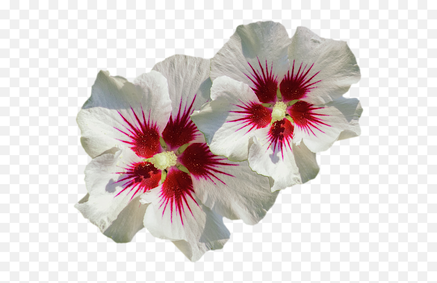 Hibiscus Flower Pattern T - Shirt Hollyhocks Png,Flower Pattern Transparent