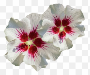 Hibiscus Flower Pattern T - Shirt Hollyhocks png