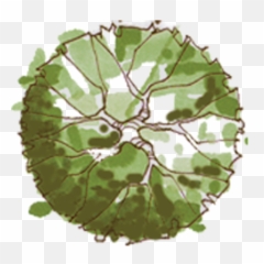 Free Transparent Trees In Plan Png Images Page 1 Pngaaa Com