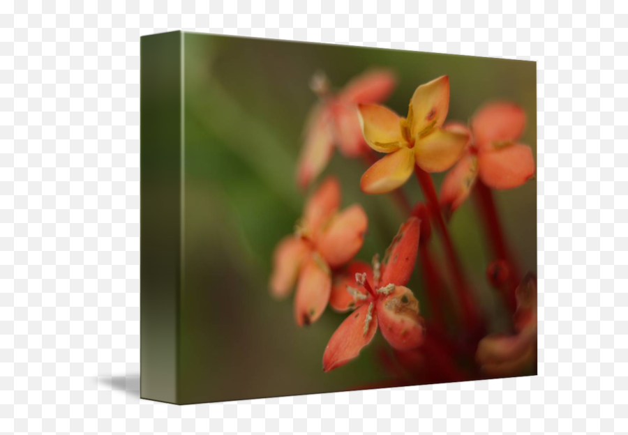 Small Flower Bunch By Tirzah King - Milkweed Png,Flower Bunch Png