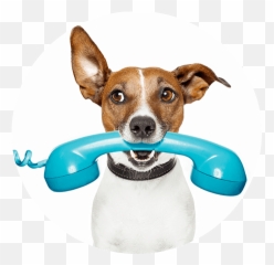 Contact Us Dog Gone Vending - Vet png