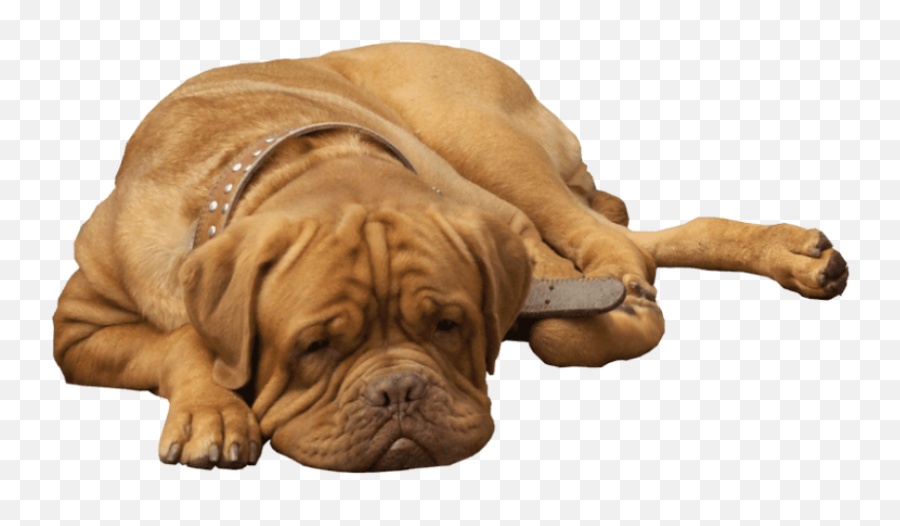 Bulldog Png Transparent Images Free - Dog,Bulldog Transparent Background