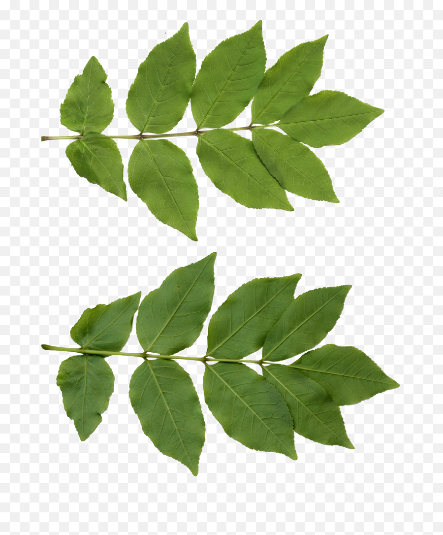 Leaf Png Free Download For Designing - Tree Leaf Free Png,Leaf Png