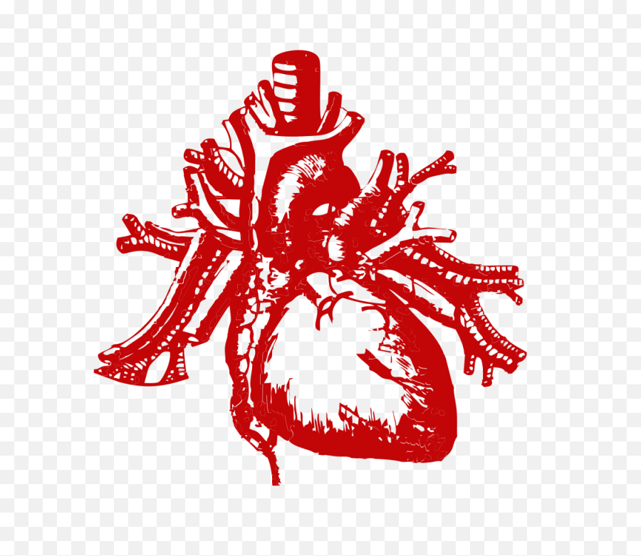 Download Real Heart Png - Transparent Png Png Images Real Heart Without Background,Heart Image Png