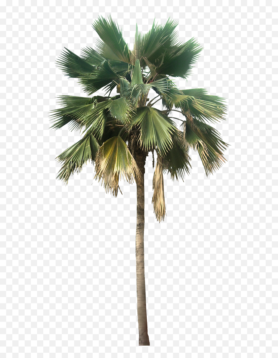 Palm Tree Great Looking Desert Plants - Palm Tree Png,Palm Png