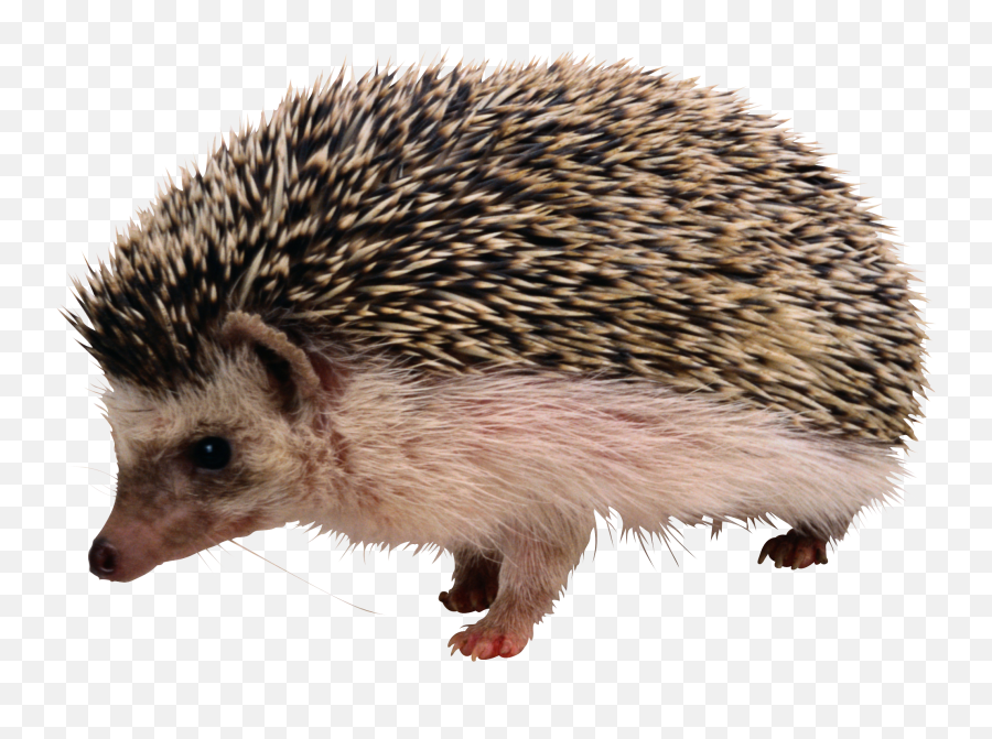 Png Images Transparent Background - Porcupine Png,Hedgehog Transparent Background