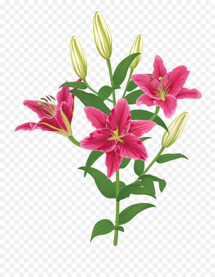 Download Lily Transparent Single Pink Free Library Png Image Background