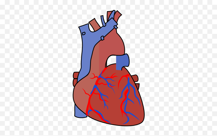 Download Svg Library Stock Diagram Vein Clip Art - Human Heart Clipart Transparent Background Png,Heart Organ Png