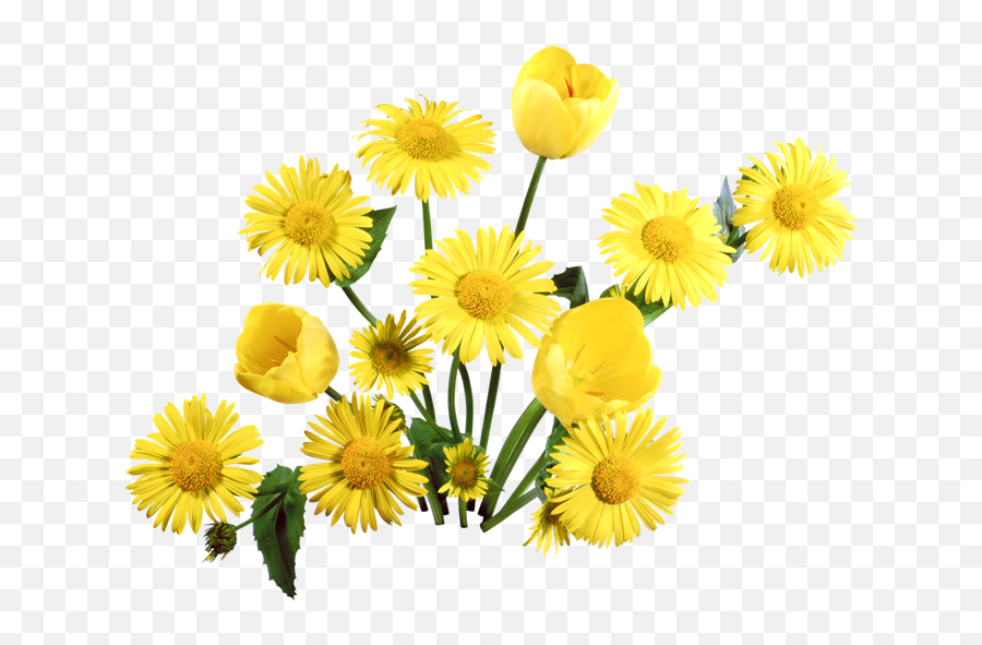 Download Dandelion Png Image For Free - Yellow Transparent Background Dandelion Png,Dandelion Transparent