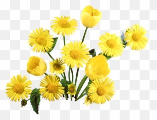 Download Dandelion Png Image For Free - Yellow Transparent Background
