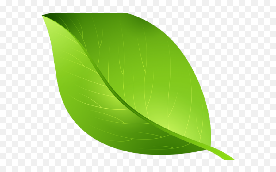 Зеленые листочки. Листья вектор. Зеленые листья на прозрачном фоне. Листья зелёные векторный.