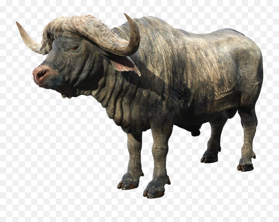 African Buffalo Png Background - Find Out Musk Ox,Buffalo Png