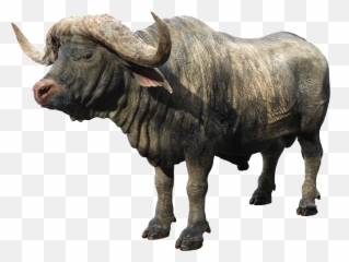 African Buffalo Png Background - Find Out Musk Ox,Buffalo Png