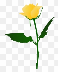 Hand Drawn Flowers Illustration - Rosa Amarela Png,Yellow Rose Png