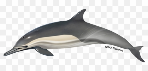 Long - Long Nosed Dolphin Png,Dolphins Png