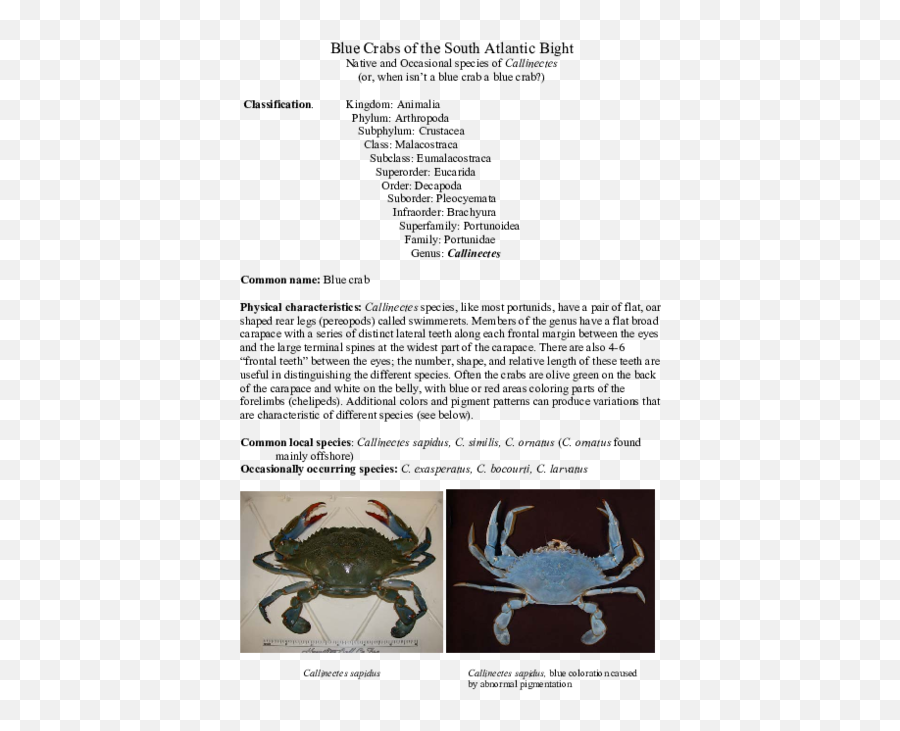 Blue Crabs Of The South Atlantic Bight - Chesapeake Blue Crab Png,Blue Crab Png