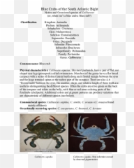 Blue Crabs Of The South Atlantic Bight - Chesapeake Blue Crab Png,Blue Crab Png