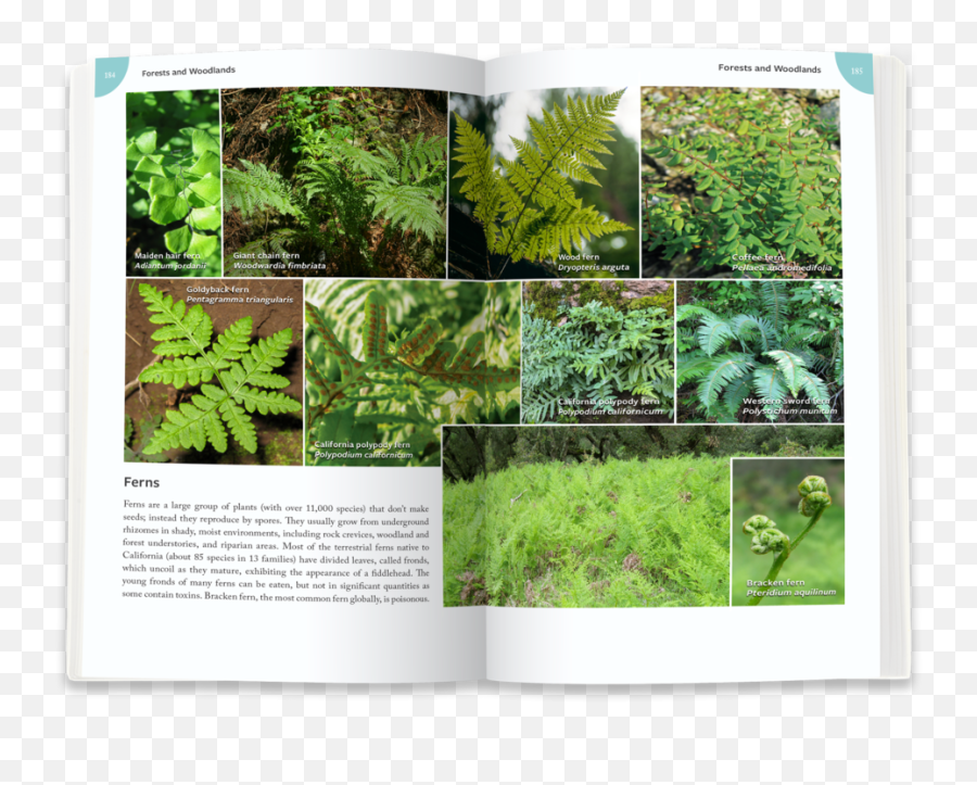 Home Pacific Street Publishing - Valdivian Temperate Rain Forest Png,Ferns Png