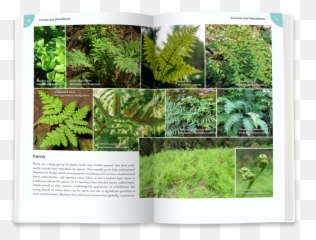 Home Pacific Street Publishing - Valdivian Temperate Rain Forest Png,Ferns Png