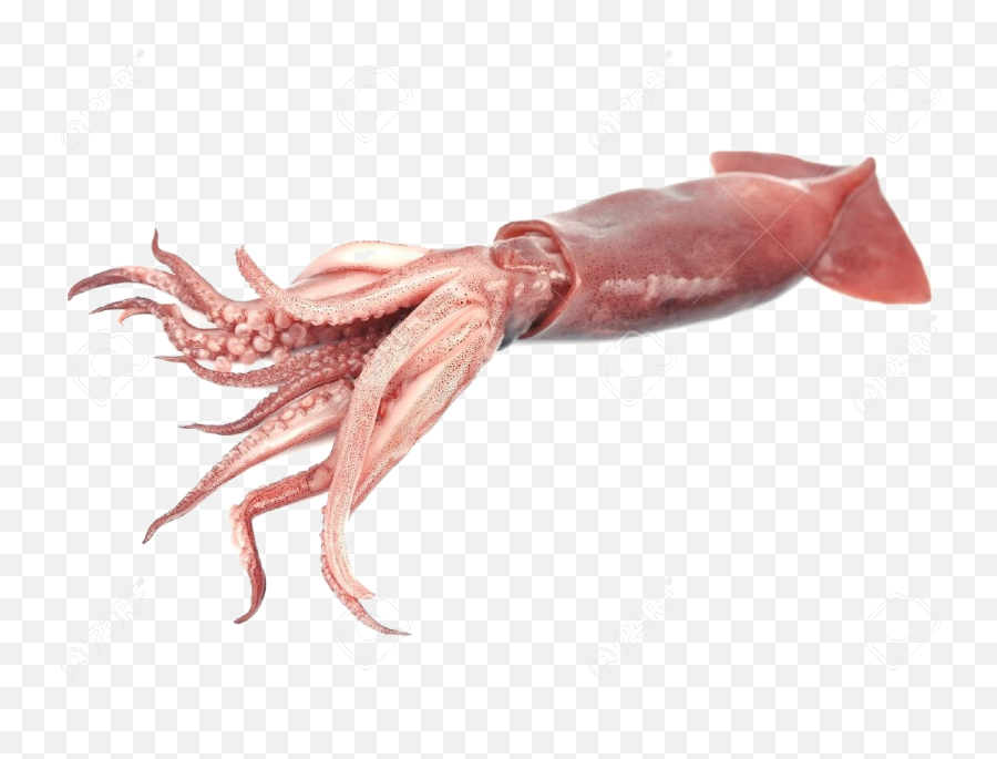 Giant Squid Transparent Png - Giant Squid Transparent Background,Squid Png