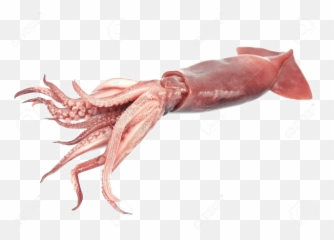 Squid - Giant Squid Png,Squid Png - free transparent png images ...