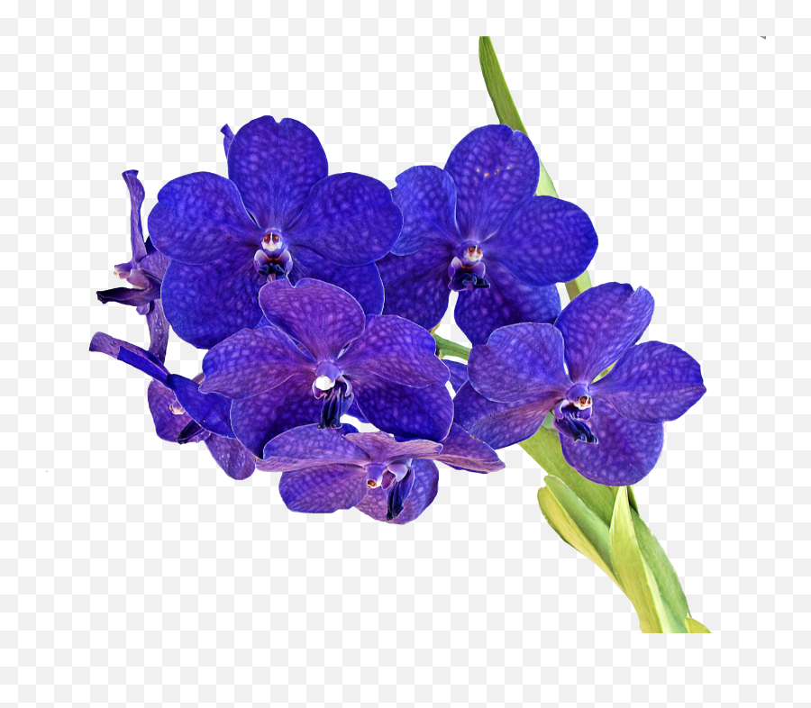 Download Orchid Png Image For Free