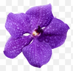 Costa Rica Travel Guide And Resorts Aqua - Aston Hotels Costa Rica Flower Png,Costa Rica Png