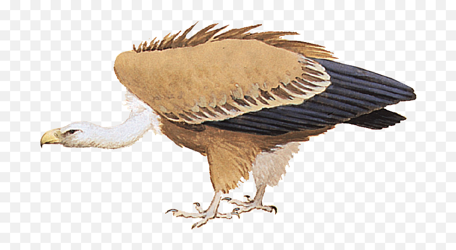Details Griffon Vulture - Birdguides Condor Png,Vulture Transparent