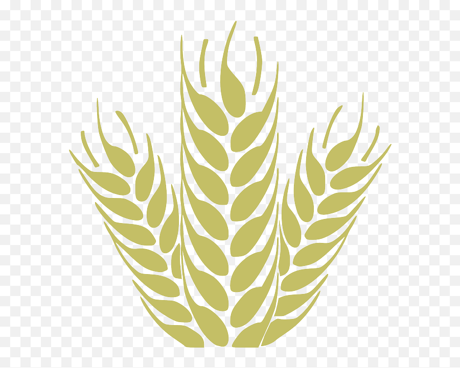 Download Harvest Corn Grain Spica - Wheat Vector Icon Png,Harvest Icon