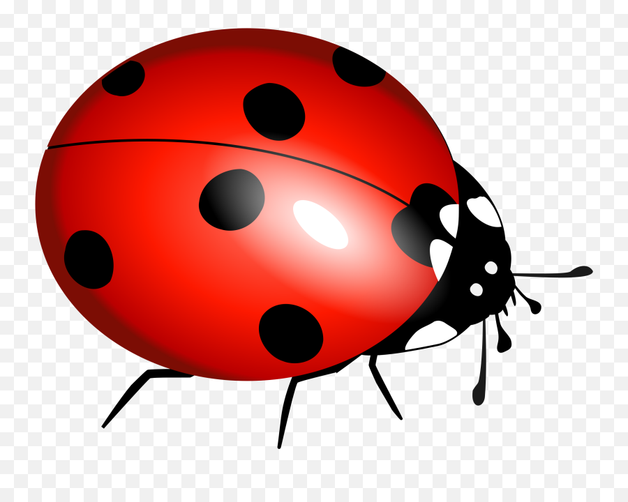 Lady Bugs Png - Ladybird Png,Bugs Png