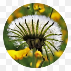 Facilitation Lark Coaching - Common Dandelion png