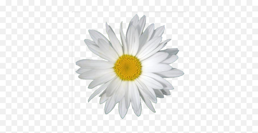 Daisy Png Clipart - Oxeye Daisy,Daisy Png
