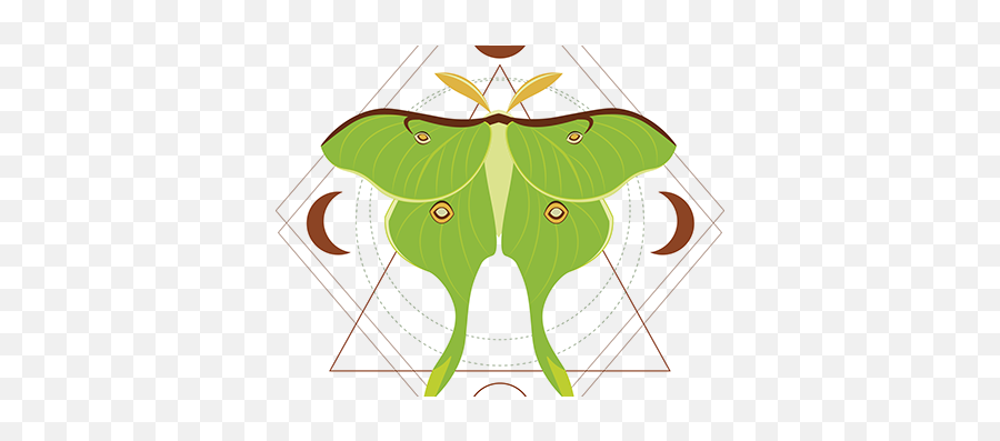 Luna Moth Projects Photos Videos Logos Illustrations - Luna Moth Png,Moth Icon