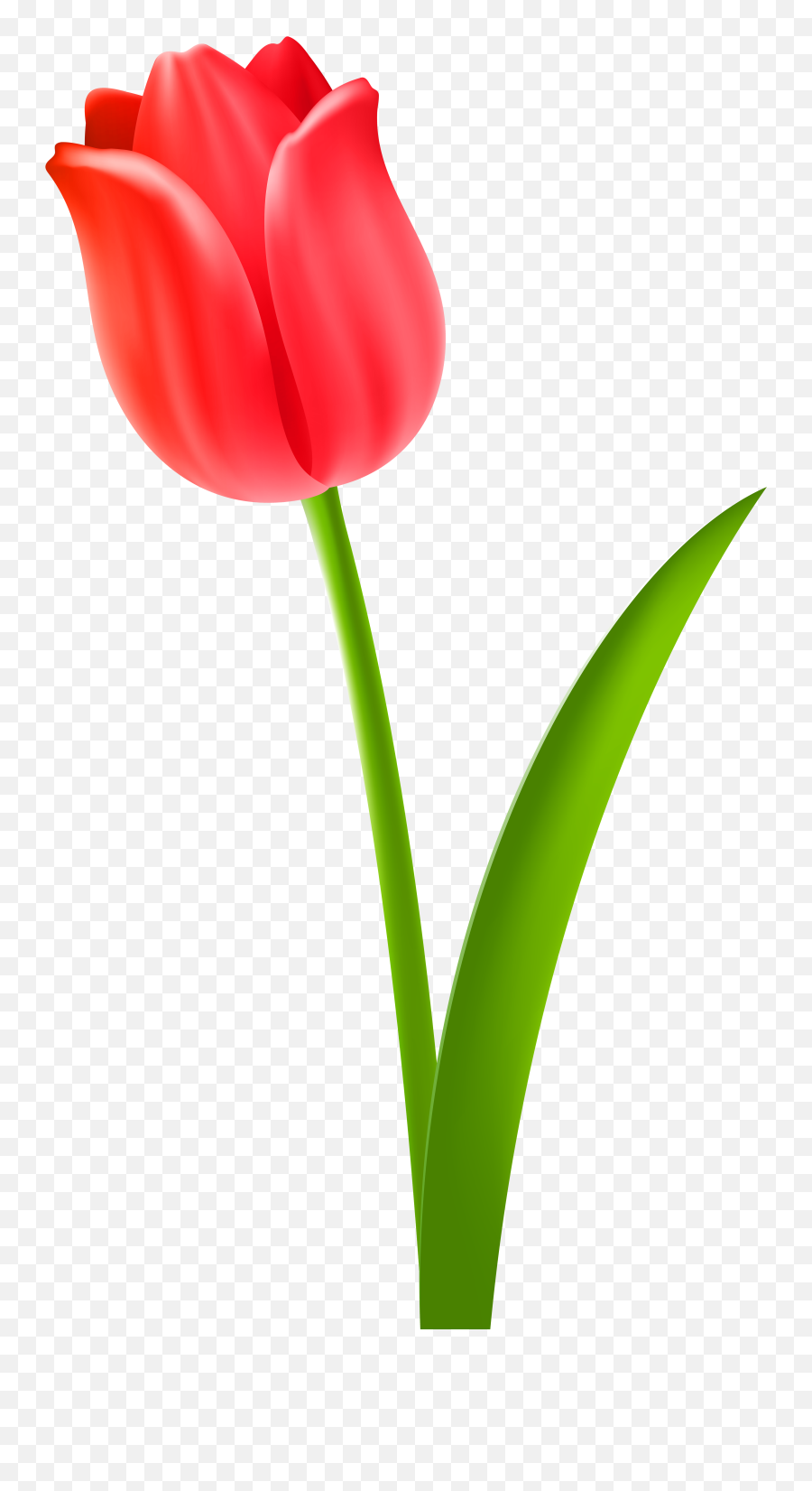 Library Of Tulips Clip Black And White Transparent - Red Tulip Clipart Png,Transparent Background Free