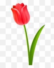 Library Of Tulips Clip Black And White Transparent - Red Tulip Clipart png