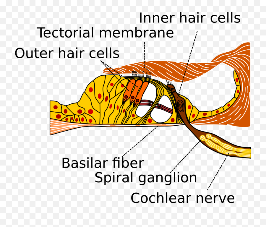 Scientific Sidequests - Basilar Membrane Png,Kammy Koopa Icon