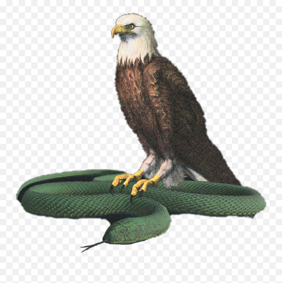 Eagle Gucci Guccisnake Snake - Eagle Png For Editing,Gucci Snake Png