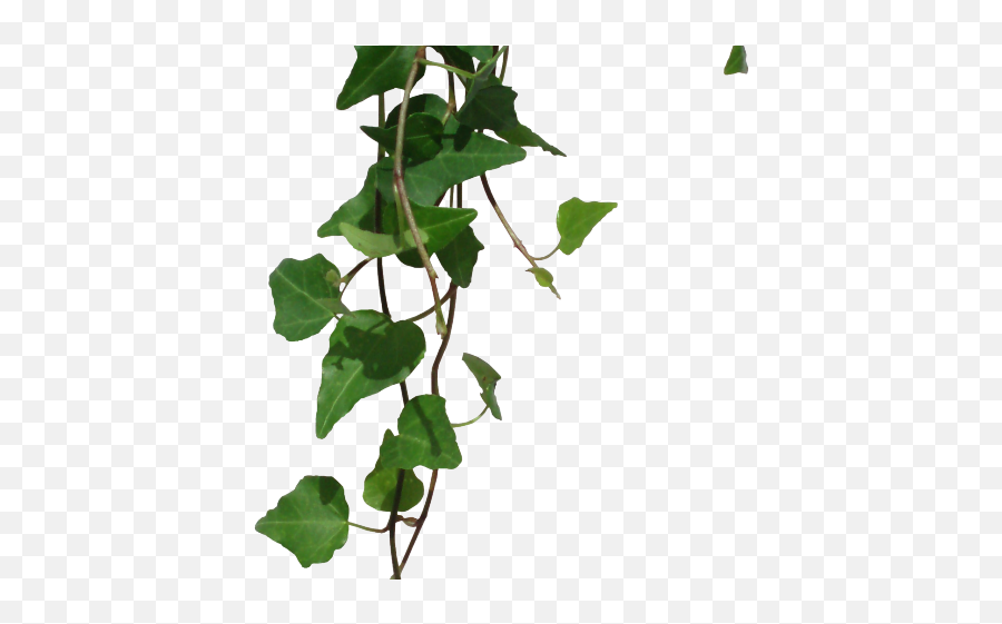 green leafy vine clipart free