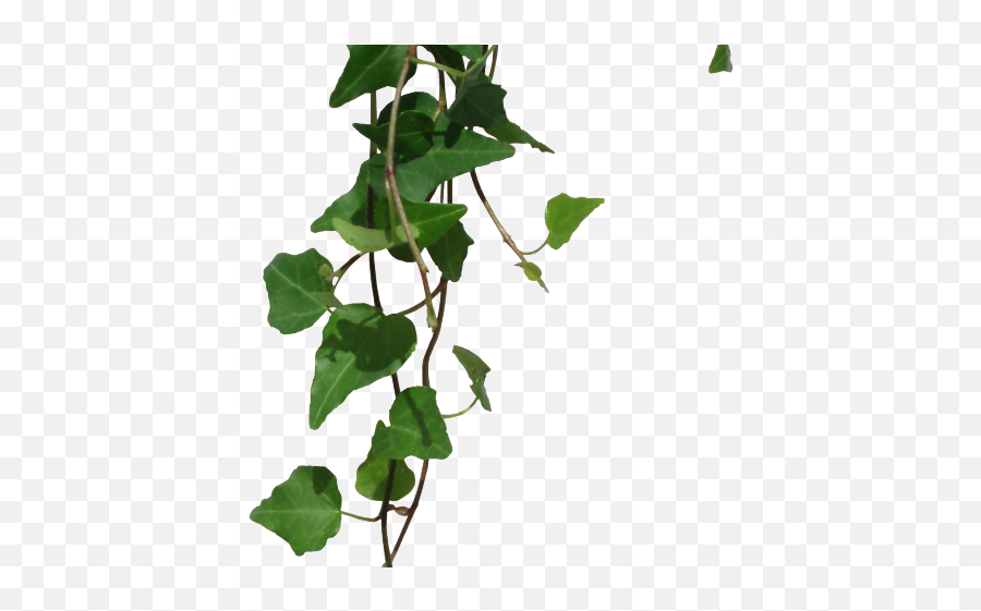 free clipart green vines