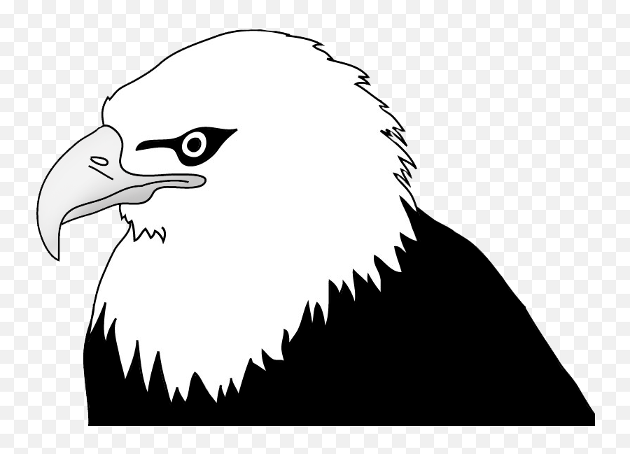 Bald Eagle Drawings - Bald Eagle Clip Art Black And White Png,Bald Head Png