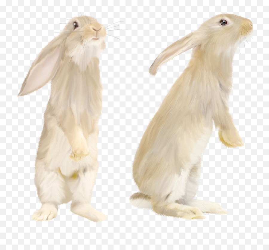 Download Free Png White - Backgroundrabbittransparent Transparent Rabbit Png,Rabbit Transparent
