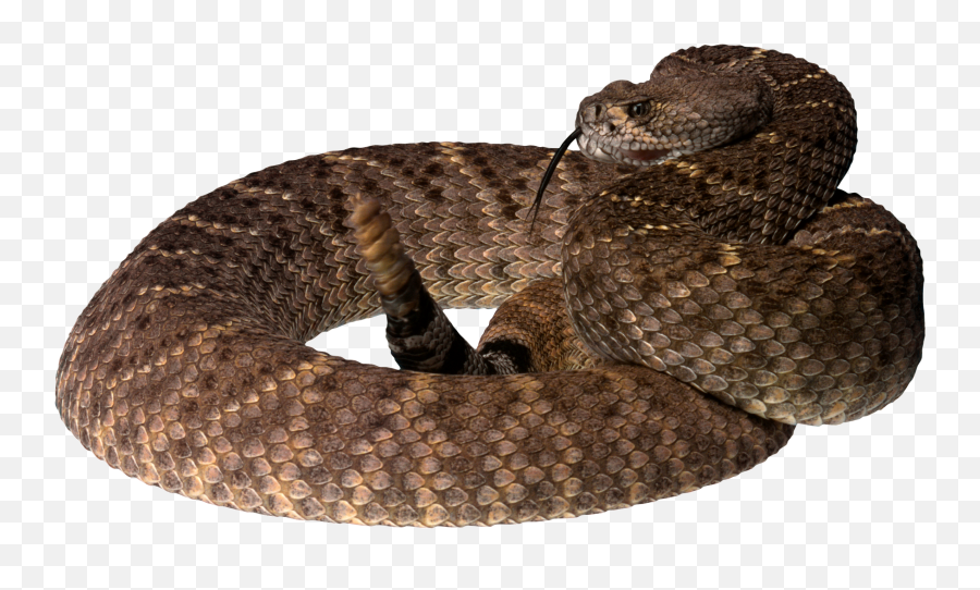 Snake Png Alpha Channel Clipart Images Pictures With - Brown Tree Snake Png,Snake Transparent Background