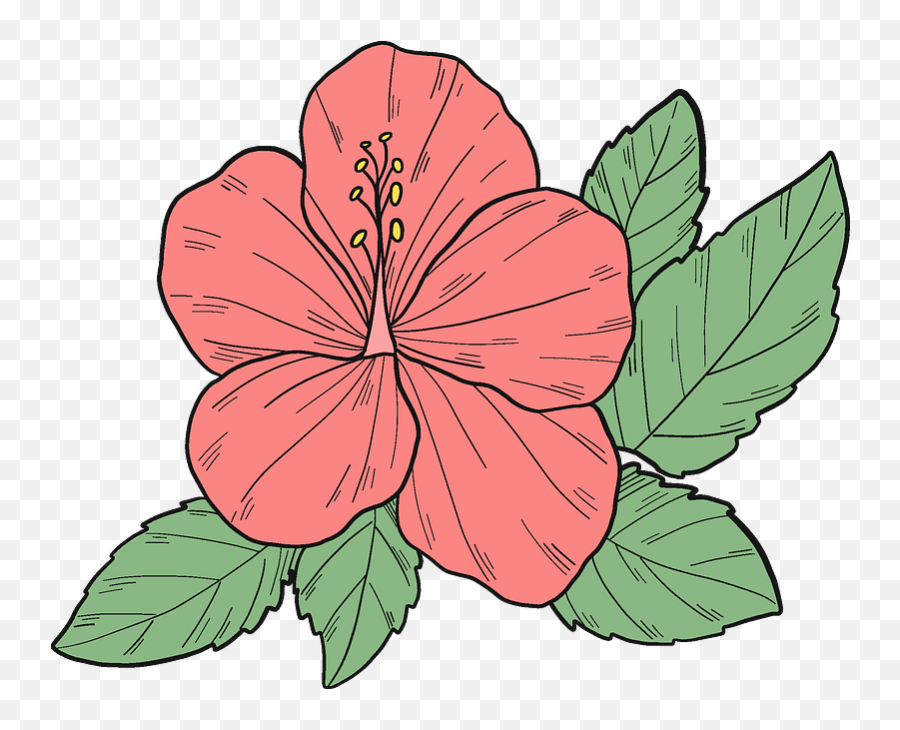 Pink Hibiscus Flower Clipart Free Download Transparent Png - Hawaiian Hibiscus,Hibiscus Png
