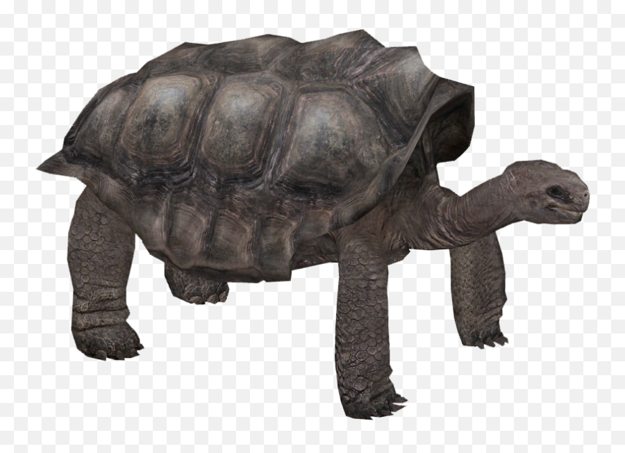 Download Pinta Island Tortoise - Pinta Island Tortoise Png Galápagos Tortoise,Tortoise Png